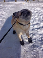 Dog-Shoes Socks Dogs Chihuahua Yorkie Snow Anti-Slip Small Winter Warm for Cats Thick