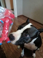 HOOMIN juego de mascotas juguetes para masticar para perros y gatos, mascotas animales de forma caucho chillón juguete para perros con sonido Juguetes