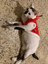 Ropa navideña para gatos pequeños, disfraz de Papá Noel, gatito, cachorro, Sudadera con capucha, ropa cálida para perros y mascotas, accesorios de ropa