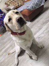 Dogs-Tag Collars German Shepherd Brown Personalized Genuine-Leather Pitubull Rich Large