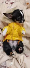 Jacket Bulldog-Clothing Pet-Coat Puppy Dogs Pug Chihuahua French Waterproof Winter Small