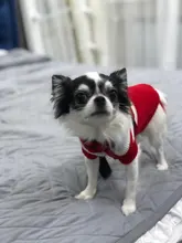 Jersey Pet-Clothing Christmas-Sweater Dogs Small Knitting Winter Warm for Coat Perro-30s1