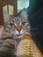 Pet Soft Plush Creative 3D Carp Fish Shape Cat Toy Gifts Catnip Fish Stuffed Pillow Doll