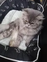 Cama para perros grandes y gatos, productos para mascotas, esterilla, banco, sofá, suministros, accesorios, para casa, cachorros, py0103