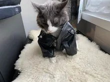 Jacket Dog-Coat Puppy Eagle-Pattern Waterproof Outdoor Outerwear Pet Small Soft Fashion