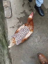 Apron Hen-Saddle-Apron Chicken-Protector Poultry Dress Adjustable