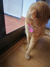 Tag-Pendant-Collar Name-Plate-Accessories Cats Custom Kitten Round Pink Engraved Cat-Id-Tag