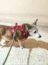 Truelove Pet Dog Harness Large Small For Pitbull Reflective Safety Harness For Dogs