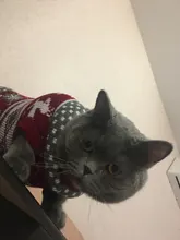 Cute Cat Sweater Costume Winter Warm Pet Clothes Cat Clothing for Cats Katten Kedi Giyim