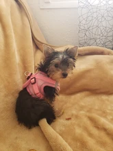 Arnés para gato de malla de nailon, chaleco reflectante para perro, conjunto de arnés y correa para Chihuahua, Pug, correa de plomo pequeña y mediana para caminar