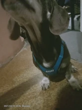 Puppy-Vest Harnesses Pet-Training-Product Reflective No-Pull-Mesh Dogs Adjustable 
