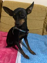 Seat-Belt Harnesses Stunt Puppy Bull Small-Pet Terrier Printed Dogs Chihuahua Shih Tzu