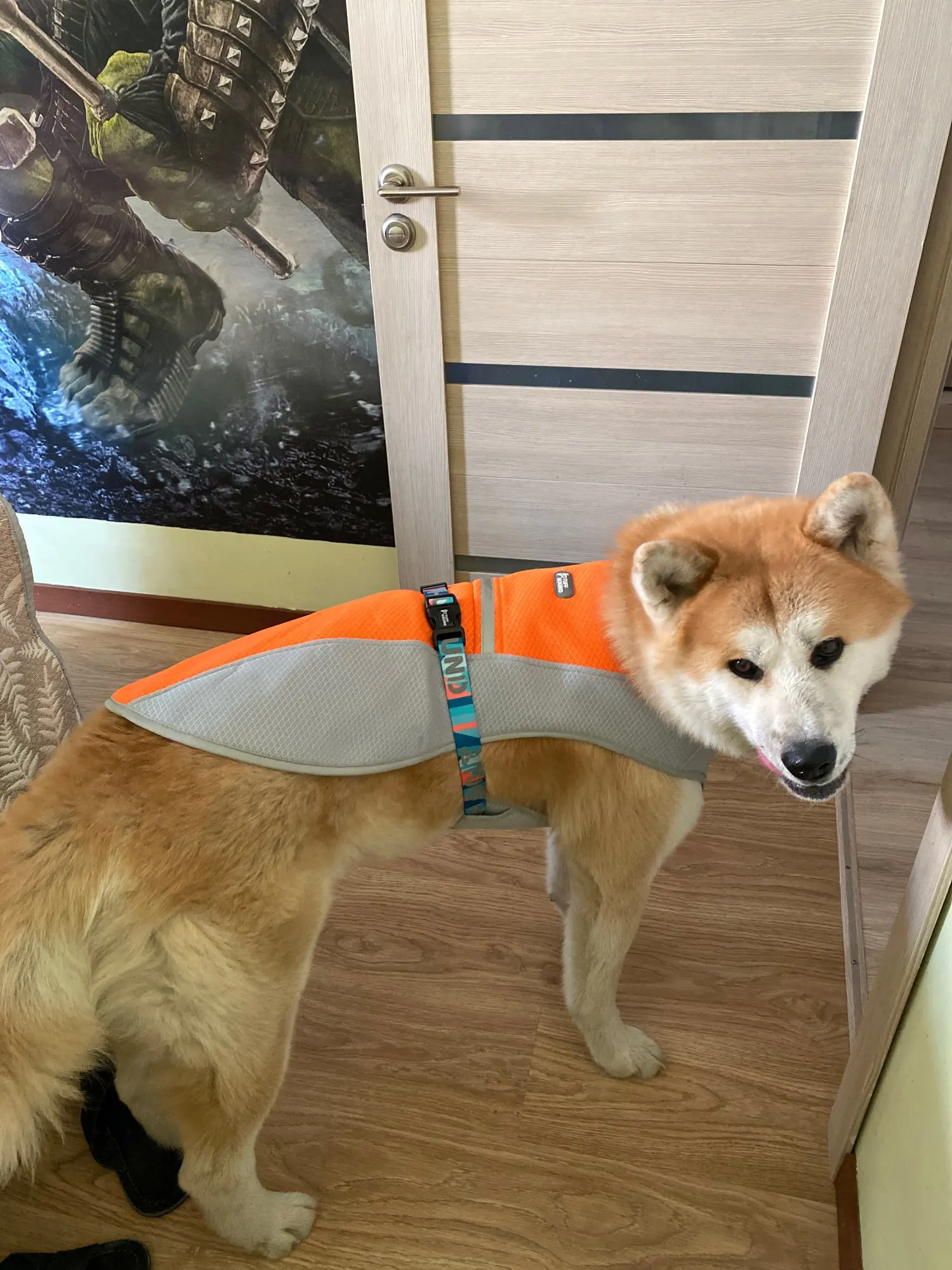 DogMEGA Cooling Dog Vest Cooling Jacket for Dogs Cool Coats for