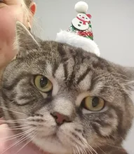 Costume Pet-Hat Pet-Cosplay-Clothes Christmas Cat Cute Dog Party-Decoration Glitter Elastic