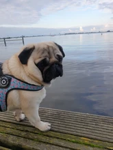 Seat-Belt Harnesses Stunt Puppy Bull Small-Pet Terrier Printed Dogs Chihuahua Shih Tzu