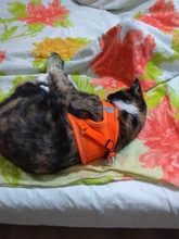 Reflectante cachorro gato arnés chaleco caminar perro ajustable Collar de gatito de malla de poliéster arnés para pequeño mediano perros