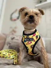 Arnés de Mascota para Bulldog Francés, correas pequeñas y medianas para perros, chaleco de cachorro francés, correa de plomo para perro que camina, productos para mascotas