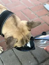 Botella de agua portátil para mascotas, tazón de viaje de 580ml con diseño de hojas de silicona suave para cachorros y gatos, dispensador de agua para mascotas al aire libre