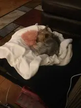 Blanket Mattress Sleeping-Cover Dogs Plush Fluffy Small Dog-Mat Dog-Supplies Cat-Bed