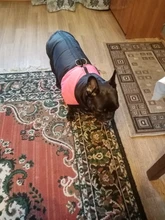 Vest Jacket Pets-Clothing Pug-Coat Puppy Dogs French Bulldog Waterproof Small Winter
