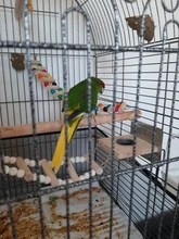 Ladder Playground-Stands Bird-Cage Stand-Play Chew-Toys Parrot Swing Wood Climbing Feeder