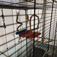 Columpio de madera Natural colorido para loros, accesorios para jaulas de pájaros y hámster, divertido, pájaro masticar, juguetes para mascotas pequeñas, columpios colgantes, 1 Uds.