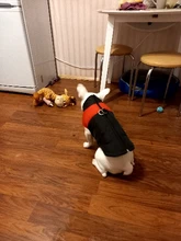 Coat Jacket Puppy-Vest Dogs Waterproof Winter Medium Pet-Dog Zipper Small Large Warm