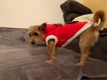 Christmas Dog Clothes Small Dogs Santa Costume for Pug Chihuahua Yorkshire Pet Cat Clothing