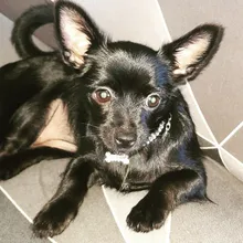 Collar ostentoso de perro de cristales para cachorro, Collar brillante con diamantes de imitación para mascotas, suministros de Perros pequeños S/M/L