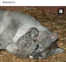 Mochila táctica de 50L para hombre, bolsa táctica deportiva Molle 4 en 1, para senderismo al aire libre, escalada, ejército, Camping