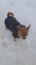 Pet-Dog-Clothes Jackets Coat Pets-Products Puppy-Cat-Clothing Pug-Outfits Small Dogs