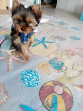 Chaleco vaquero para perro, ropa vaquera para perro, chaqueta, ropa informal para perro salchicha, Bichon, Shih, Tzu, Pitbull, 2020