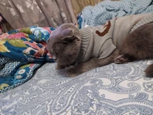 Pet Cat Reindeer Sweater Winter Warm Cat Clothes for Cats Kedi Outfit katten Clothing