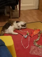 Doll-Pillow Cat-Toy Cat Mint Simulation-Fish Grass-Carp Funny New Pet-Molar