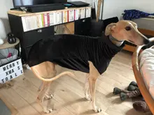 Clothing Pullovers Pet-Coat Pitbull Dogs High-Collar Winter Mascotas Large Medium Big