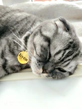 Collar de gato flocado para gatitos y mascotas, suministros