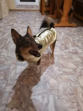 Coat Jacket Vest Bulldog-Clothing Puppy Dogs-Chihuahua French Waterproof Large Winter