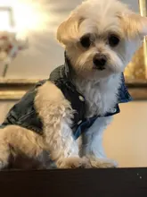 Chaleco vaquero para perro, ropa vaquera para perro, chaqueta, ropa informal para perro salchicha, Bichon, Shih, Tzu, Pitbull, 2020