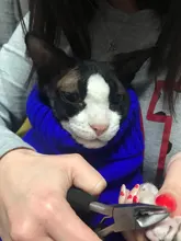 MPK-suéter SWA para gatos y perros pequeños, ropa para gatos, 12 opciones de colores + 6 tamaños para cada Color Da