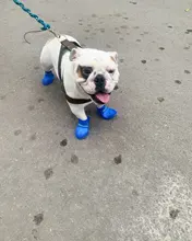 Anti-Skid-Boots Dog-Shoes Pet-Dog Dogs Cats Waterproof Large Silicone Medium Rainy Small