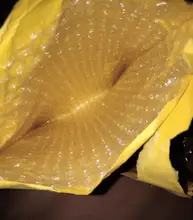 String-Lighting Fairy-Decoration-Lights Flasher Leds Twinkle Christmas-Tree Wedding Party