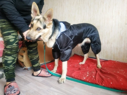 Köpek Tulum Yağmurluk
