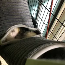 Hamster Tunnel Hammock Cage-Accessories Tube Ferret Toy Sugar-Glider Rat Small Animals