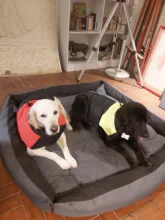 Jacket Pet-Vest Dog-Coat Labrador Warm Golden-Retriever Waterproof Winter Large Big 