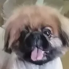 S***a
