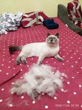 Tapas de uñas suaves para gatos, pegamento adhesivo 5x, aplicador 5x, XS, S, M, L, cubierta, gato, pata, garra, zot, 100 Uds.
