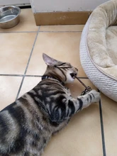 Natural Catnip Organic Premium Catnip Toy Cat Mint Grass Menthol Can Be Sprinkled On