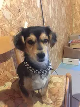 Pet-Collar Spikes Small Round for Medium M/L