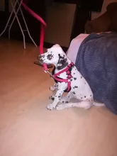 Dog-Collar Dog-Harness-Vest Walking-Leash Leash-Polka-Dot Dogs Pet-Produts Adjustbale