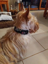 Dog-Collar Pitbull German Shepherd Reflective Nylon Padded Breathable Striped Large Medium